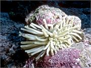 Bonaire 29